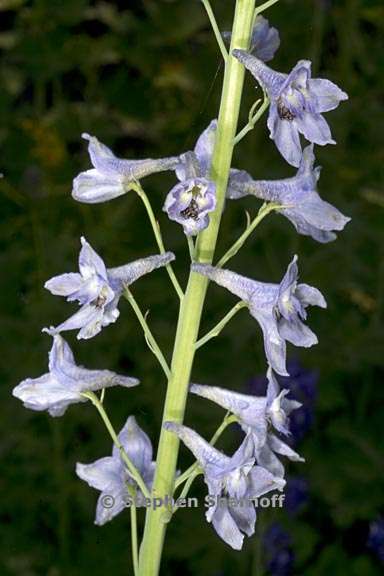 delphinium glaucum 2 graphic